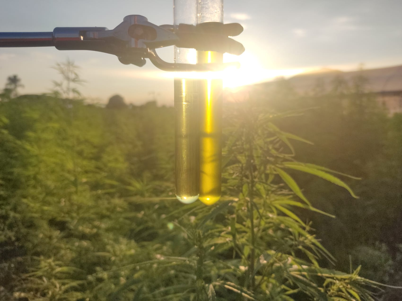Hemp-seed oil sample held to the sunset over a research field.